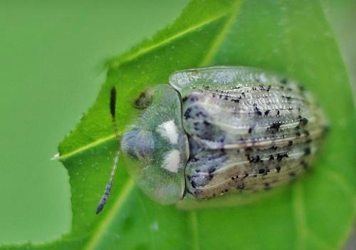Réf. 336 173 : Cassida nebulosa